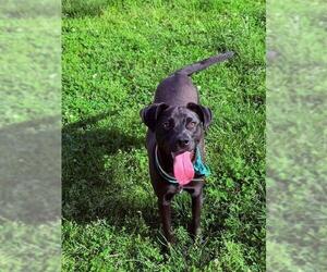 Mutt Dogs for adoption in Louisville, KY, USA