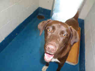 Labrador Retriever-Unknown Mix Dogs for adoption in Pearland, TX, USA