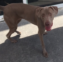 Weimaraner Dogs for adoption in Acworth, GA, USA