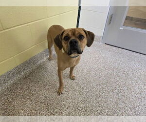 Puggle Dogs for adoption in Pueblo, CO, USA
