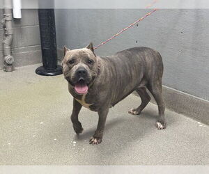 American Pit Bull Terrier-Unknown Mix Dogs for adoption in Las Vegas, NV, USA
