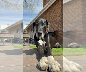 Great Dane Dogs for adoption in Bullard, TX, USA