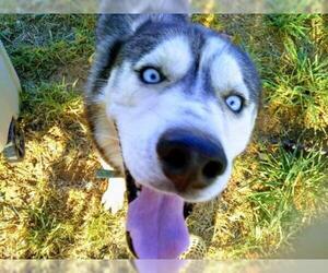 Medium Photo #1 Alaskan Husky Puppy For Sale in Pandora, TX, USA