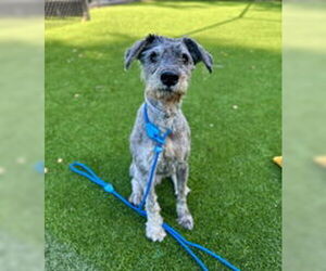 - Mix Dogs for adoption in Salinas, CA, USA