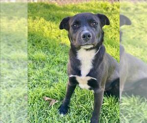 Labrador Retriever-Unknown Mix Dogs for adoption in Conroe, TX, USA