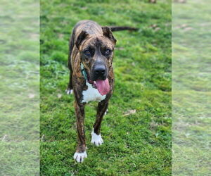 Medium Photo #8 Mutt Puppy For Sale in Shreveport, LA, USA