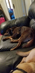 Miniature Pinscher Dogs for adoption in Des Moines, IA, USA