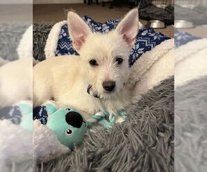 Malchi Dogs for adoption in Princeton, MN, USA