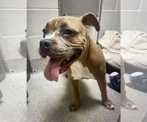 Mutt Dogs for adoption in Virginia Beach, VA, USA