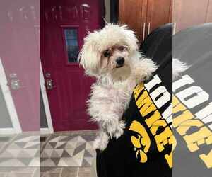 Maltese-Unknown Mix Dogs for adoption in Waterloo, IA, USA
