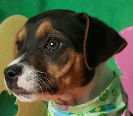 Rat Terrier Dogs for adoption in Bloomington, IL, USA