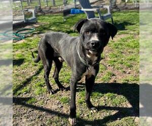 Labrador Retriever-Unknown Mix Dogs for adoption in Conroe, TX, USA