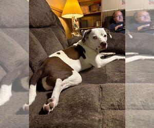 American Pit Bull Terrier Dogs for adoption in Benton, PA, USA