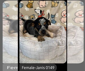 Mutt Dogs for adoption in Foristell, MO, USA