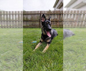German Shepherd Dog-Great Pyrenees Mix Dogs for adoption in Fort Wayne, IN, USA