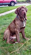Neapolitan Mastiff Dogs for adoption in Chambersburg, PA, USA