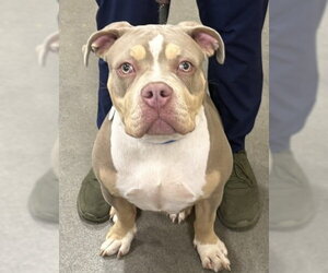 Mutt Dogs for adoption in Forestville, MD, USA