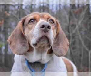 Beagle Dogs for adoption in Pittsburgh, PA, USA