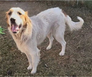 Great Pyrenees-Unknown Mix Dogs for adoption in Plano, TX, USA