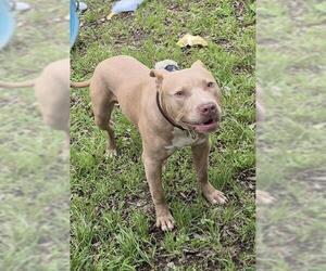American Staffordshire Terrier-Unknown Mix Dogs for adoption in San Antonio, TX, USA