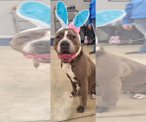 American Staffordshire Terrier-Unknown Mix Dogs for adoption in Pierceton , IN, USA