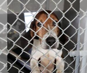 Treeing Walker Coonhound Dogs for adoption in Galax, VA, USA
