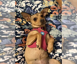 Chihuahua Dogs for adoption in Mundelein, IL, USA