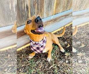 Chiweenie Dogs for adoption in Houston, TX, USA