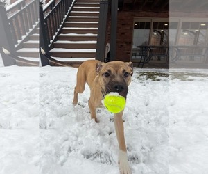 Mutt Dogs for adoption in Plainfield, IL, USA