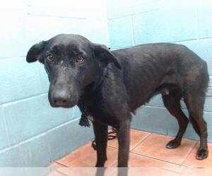 German Shepherd Dog Dogs for adoption in Downey, CA, USA