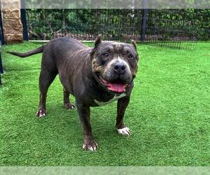 American Bulldog-Unknown Mix Dogs for adoption in Orange, CA, USA