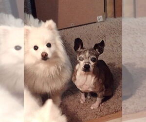 Boston Huahua Dogs for adoption in Westmont, IL, USA