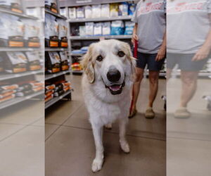 Anatolian Shepherd-Great Pyrenees Mix Dogs for adoption in Missoula, MT, USA