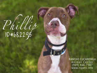Medium Photo #1 Bulloxer Puppy For Sale in Rancho Cucamonga, CA, USA