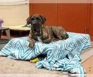 Presa Canario Dogs for adoption in Center Township, PA, USA
