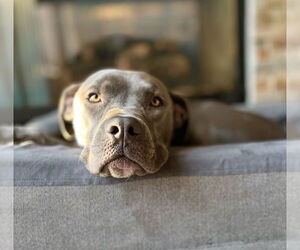 American Pit Bull Terrier Dogs for adoption in Littleton, CO, USA