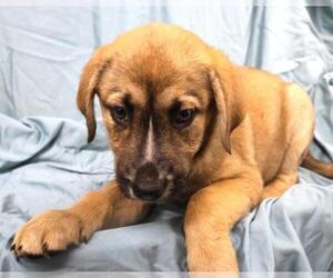 Mutt Dogs for adoption in Thief River Falls, MN, USA