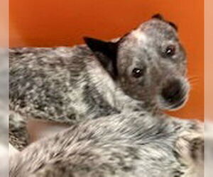Mutt Dogs for adoption in Pampa, TX, USA