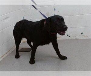 Labrador Retriever Dogs for adoption in San Bernardino, CA, USA