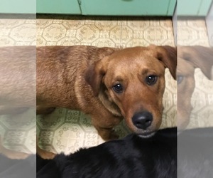 Golden Shepherd Dogs for adoption in Norman, OK, USA