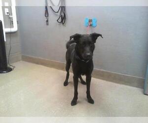 Labrador Retriever-Unknown Mix Dogs for adoption in Las Vegas, NV, USA