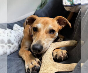 Unknown-Whippet Mix Dogs for adoption in Magnolia Springs, AL, USA