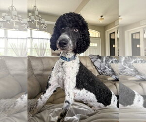 Poodle (Standard) Dogs for adoption in Bonita Springs, FL, USA