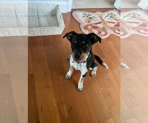 Mutt Dogs for adoption in Garden City, NY, USA