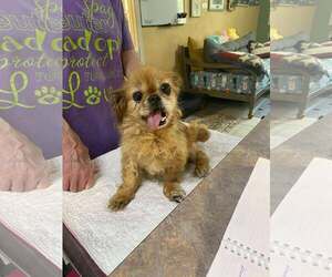 Pekingese Dogs for adoption in Benton, LA, USA