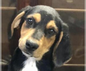 Black and Tan Coonhound Dogs for adoption in Crossville, TN, USA