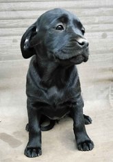 Boxador Dogs for adoption in Griffin, GA, USA