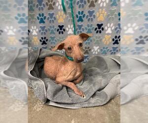 Chihuahua-Unknown Mix Dogs for adoption in Rosenberg, TX, USA