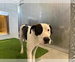 American Staffordshire Terrier-Pointer Mix Dogs for adoption in Grand Prairie, TX, USA