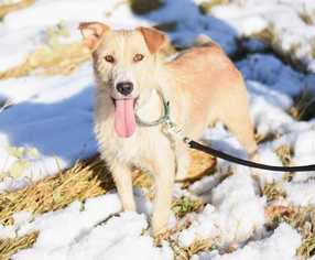 Mutt Dogs for adoption in Dodson, MT, USA